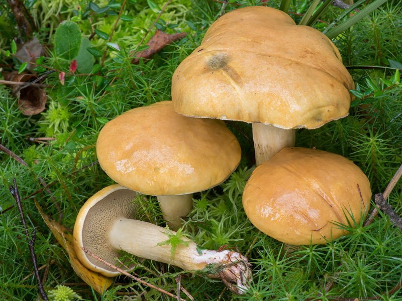 Suillus bovinus